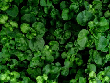 Arka plan ve duvar kağıdı için sürünen Jenny 'nin koyu yeşil yaprakları. Doğal yeşil tropikal bitkiler