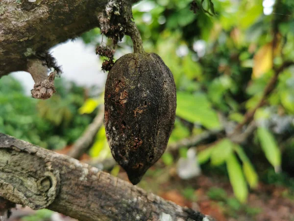 Hastalıktan Dolayı Siyah Kurutulmuş Kakao Meyvesi Kakao Zararlılardan Zarar Görür — Stok fotoğraf