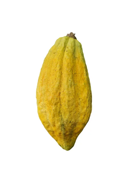 Une Gousse Cacao Fraîche Jaune Isolée Sur Fond Blanc Sans — Photo