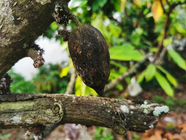 Černé Sušené Kakaové Plody Důsledku Nemoci Kakao Poškodí Důsledku Škůdců — Stock fotografie