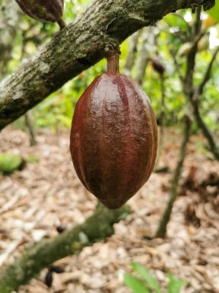 Aan Boom Groeien Close Bruine Verse Cacao Biologische Cacao Fruit — Stockfoto