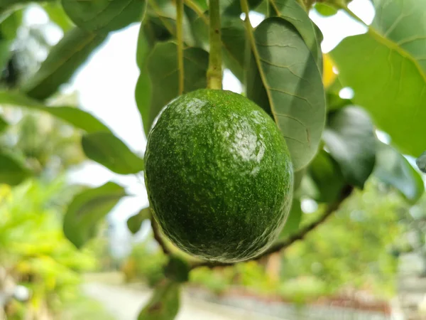 Ağaçta Taze Avokado Yetişiyor Dal Üzerinde Yeşil Yapraklı Avokado Meyvesi — Stok fotoğraf