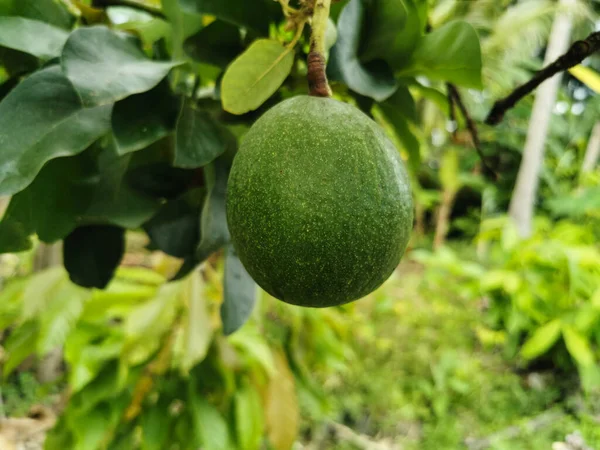 Ağaçta Taze Avokado Yetişiyor Dal Üzerinde Yeşil Yapraklı Avokado Meyvesi — Stok fotoğraf