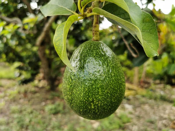 Ağaçta Taze Avokado Yetişiyor Dal Üzerinde Yeşil Yapraklı Avokado Meyvesi — Stok fotoğraf