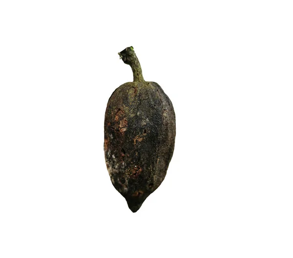 Один Черный Сухофрукты Какао Болезни Изолированы Белом Фоне Тени Какао — стоковое фото