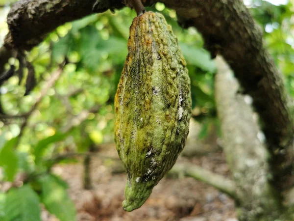 Yakın Plan Yeşil Kakao Ağaçta Yetişiyor Küçük Yeşil Kakao Haşerelerden — Stok fotoğraf