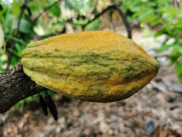 Ağaçta Yakın Plan Sarı Taze Kakao Yetişiyor Doğada Organik Kakao — Stok fotoğraf