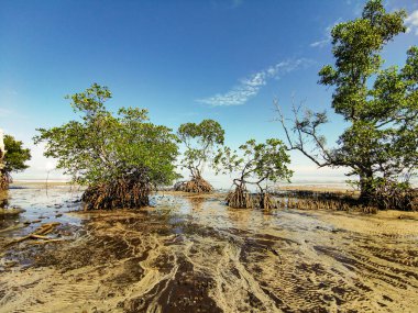 Dalgalar çekildiğinde kumsalın ortasındaki mangrov ağaçlarının manzarası. Güneşli bir günde mavi gökyüzü ile kumsalın kenarındaki güzel Mangrove ağacı manzarası