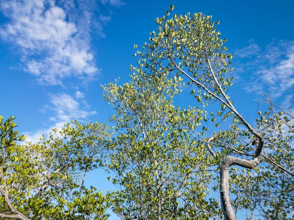 Gyönyörű Zöld Mangrove Kék Napsütéses Napon — Stock Fotó