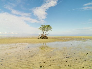 Mangrove ağaçları kumsalın ortasında tek başlarına büyürler. Güneşli bir günde mavi gökyüzü ile kumsalın kenarındaki güzel Mangrove ağacı manzarası