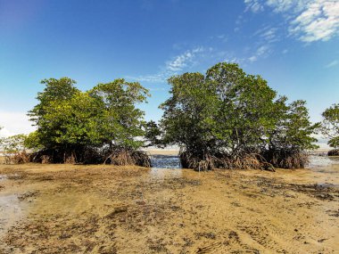 Dalgalar çekildiğinde kumsalın ortasındaki mangrov ağaçlarının manzarası. Güneşli bir günde mavi gökyüzü ile kumsalın kenarındaki güzel Mangrove ağacı manzarası