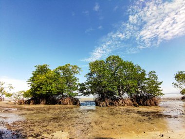 Dalgalar çekildiğinde kumsalın ortasındaki mangrov ağaçlarının manzarası. Güneşli bir günde mavi gökyüzü ile kumsalın kenarındaki güzel Mangrove ağacı manzarası