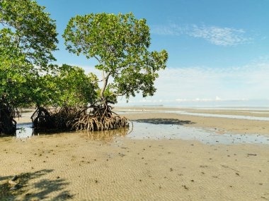 Dalgalar çekildiğinde kumsalın ortasındaki mangrov ağaçlarının manzarası. Güneşli bir günde mavi gökyüzü ile kumsalın kenarındaki güzel Mangrove ağacı manzarası