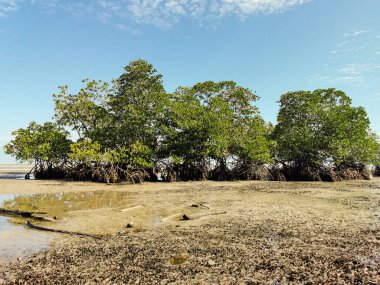 Dalgalar çekildiğinde kumsalın ortasındaki mangrov ağaçlarının manzarası. Güneşli bir günde mavi gökyüzü ile kumsalın kenarındaki güzel Mangrove ağacı manzarası