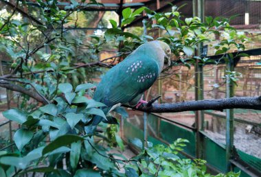 Kafesteki dalda oturan yalnız güvercin kuşu. Güzel kürkü olan sevimli bir kuş.