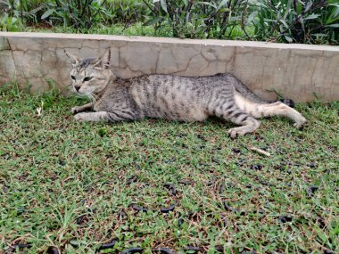 Bahçede bir şeye bakan gri bir kedi. Bakışları olan evcil bir kedi bir şey izliyor.