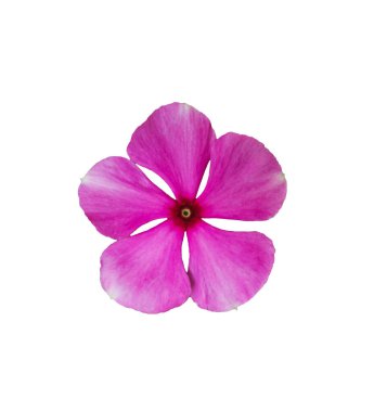 Beyaz arka planda tek, güzel, pembe, çiçek açan vinka çiçeği. Yakından güzel bir çiçek.