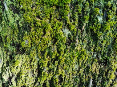 Yeşil yosun büyüyüp ormandaki hindistan cevizi köklerini kaplamış. Arkaplan ve duvar kağıtları için yeşil yosun dokusunu kapat