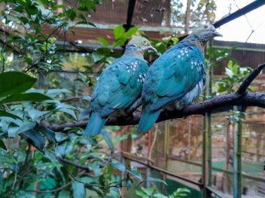 Yalnız bir kuş stoğu, kumru-güzel kuş, yeşil yaşam alanındaki tek bir kuşun üzerinde oturuyor.