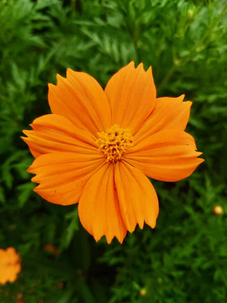 Naturalny Kwiat Siarki Pomarańczowej Zbliżeniu Zielonymi Liśćmi Tła — Zdjęcie stockowe