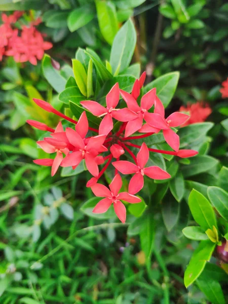 Свіжість Червона Квітка Іксори Природі Сад Красива Квітка Сонячний День — стокове фото