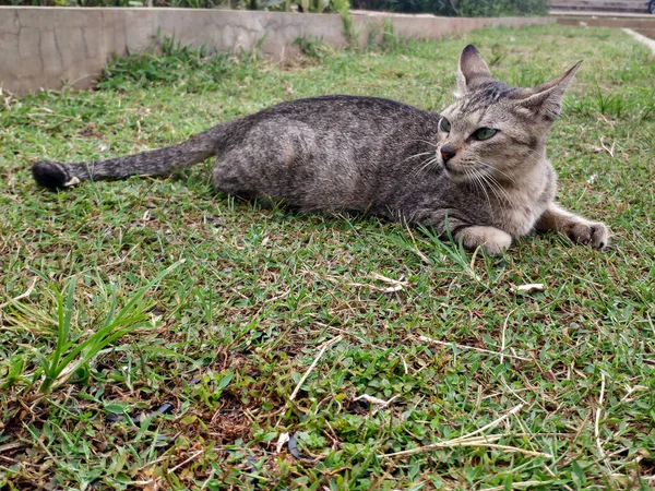 一只杂交猫在花园里瞥一眼什么东西 一只有光泽的可爱的猫 — 图库照片
