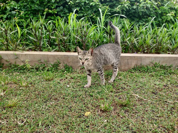Gato Doméstico Andando Jardim Grama Gato Cinzento Parque Olha Para — Fotografia de Stock