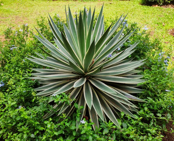 Agave Tequilana Prospera Jardín Planta Agave Verde —  Fotos de Stock