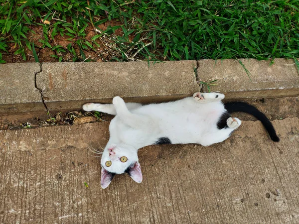 有趣可爱的白猫瞪着黄色的眼睛 小猫躺着玩耍 然后举手 — 图库照片