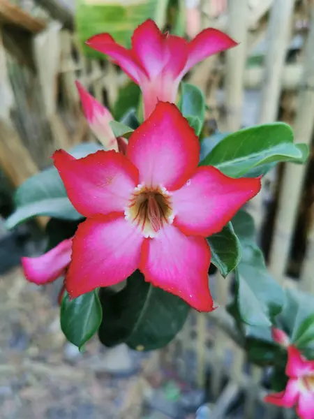Closeup Single Beautiful Flower Name Plant Adenium Obesum — Stock Photo, Image