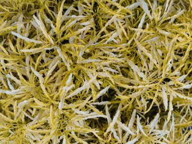 Euodia ridleyi 'nin güzel ve taze altın yaprakları arka plan ve duvar kağıdı için bitkiler. Doğal bitkilerin en üst görünümü