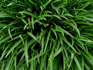 Arka plan ve duvar kâğıdı için Hymenocalis littoralis bitkisinin güzel ve taze yeşil yaprakları. Doğal yeşil bitkiler