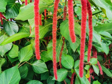 Taze yeşil yapraklı Acalypha hispida çiçeklerinin güzel kırmızısı. Bu bitki aynı zamanda Filipinler Medusa olarak da bilinir, kızıl sıcak kedi kuyruğu ve tilki kuyruğu.