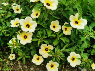 Turnera Subulata çiçeklerinin yeşil yapraklı güzel beyazı. Yaygın isimlerle bilinen çiçek, beyaz düğün çiçeği, sülfür zambağı, politikacı çiçeği, koyu gözlü turnera, ve beyaz alder