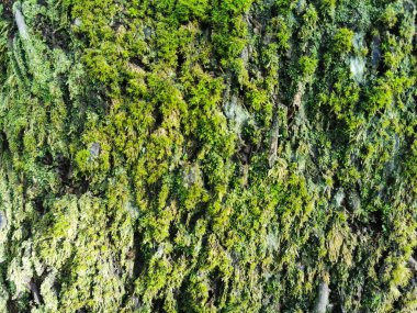 Yeşil yosun büyüyüp ormandaki hindistan cevizi köklerini kaplamış. Arkaplan ve duvar kağıtları için yeşil yosun dokusunu kapat