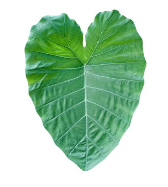 Taze yeşil taro yaprağı gölgesiz beyaz arkaplanda izole