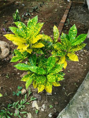 Bahçede güzel yeşil ve sarı yaprakları olan kroton bitkisinin doğa manzarası