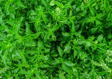 Limon fesleğeninden doğal yeşil bitkiler. Taze yeşil tropikal yapraklar