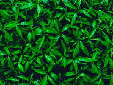 Arka plan ve duvar kağıdı için koyu yeşil tropikal yaprakların doğa manzarası. Bahçedeki güzel ve taze yeşil bitkiler