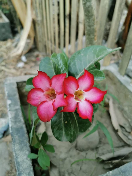 Два Цветка Адениума Летом Красивый Тропический Цветок — стоковое фото