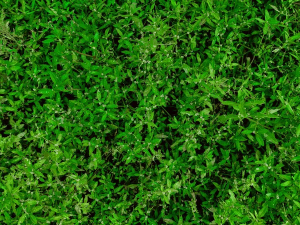 Naturliga Gröna Växter Landskap För Bakgrund Och Tapeter — Stockfoto
