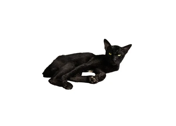 Eine Schwarze Katze Liegt Und Starrt Mit Scharfem Blick Isoliert — Stockfoto