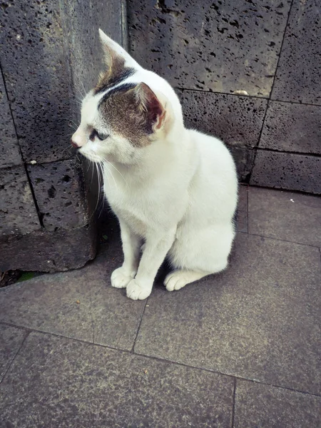 秋天一只孤独的猫 一只坐着沉思的白猫 — 图库照片
