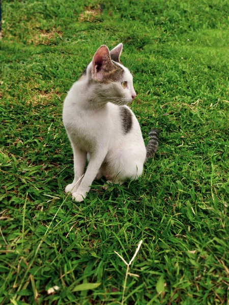 一只漂亮的猫坐在草地花园里看什么东西 漂亮的猫坐在绿草上 望着旁边的公园 — 图库照片