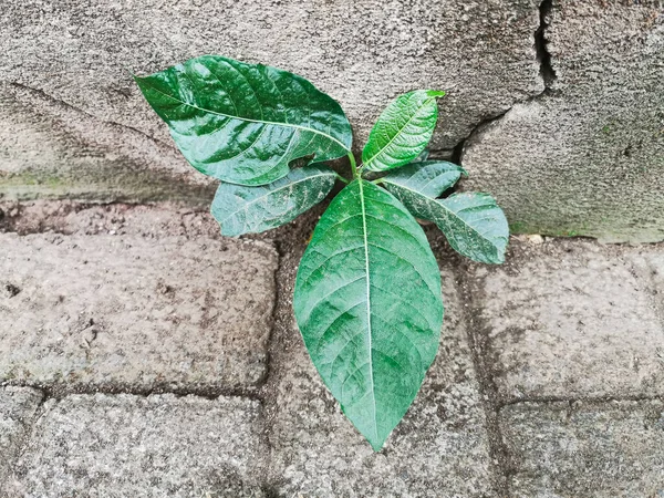 Uma Pequena Planta Tropical Com Folhas Verdes Cresce Entre Parede — Fotografia de Stock