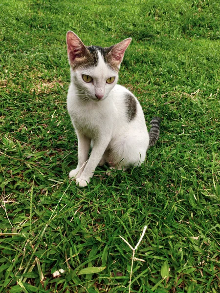 들판에 스러운 고양이 아름다운 고양이앉아서 정원에서 무엇인가를반짝이고 — 스톡 사진