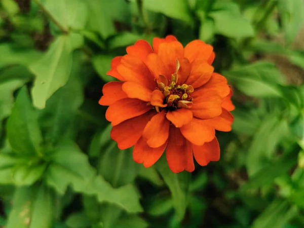 庭に咲くオレンジ色の亜鉛の花の美しいを閉じます 緑色の葉を持つ単新花背景 — ストック写真