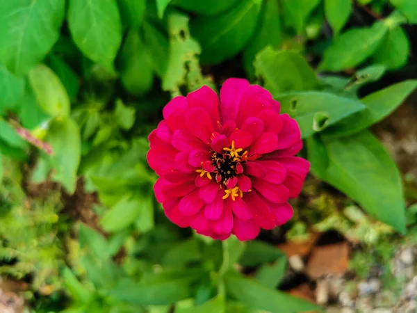 庭に咲く紫色の赤いジニアの花の美しいを閉じます 緑色の葉を持つ単新花背景 — ストック写真
