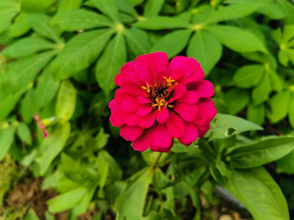 Cerca Hermosa Flor Zinnia Rojo Púrpura Floreciendo Jardín Flor Fresca — Foto de Stock