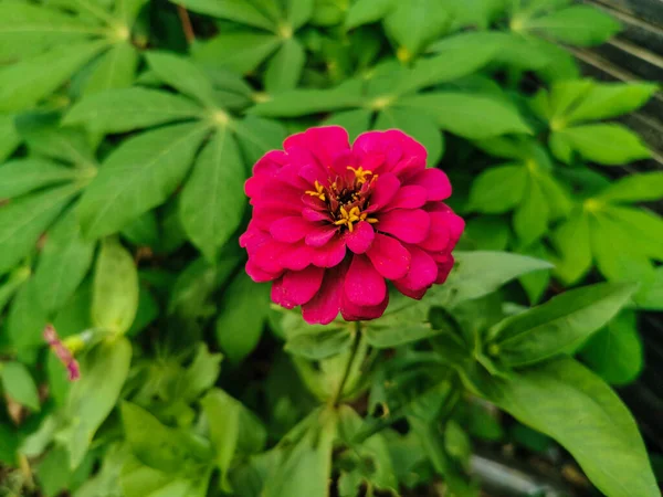 Cerca Hermosa Flor Zinnia Rojo Púrpura Floreciendo Jardín Flor Fresca — Foto de Stock